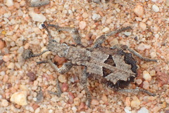 Microcerus