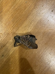 Lycorma delicatula