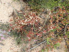 Cuscuta nitida