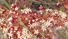 Cuscuta nitida