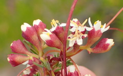 Cuscuta nitida