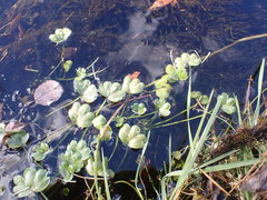 Ranunculus natans