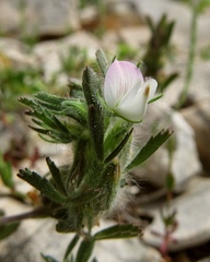 Ononis reclinata