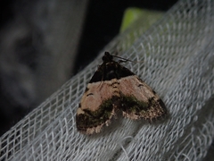 Stericta flavopuncta