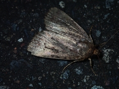 Amphipyra subrigua