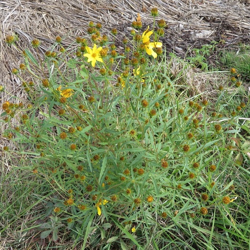 Image of Bidens trichosperma by (c) Annie Bélair, some rights reserved (CC BY)