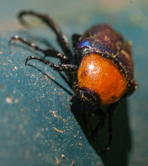 Leucocelis amethystina