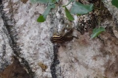 Tamiops mcclellandii