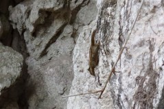 Tamiops mcclellandii