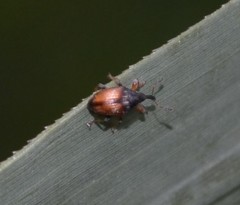 Nanophyinae