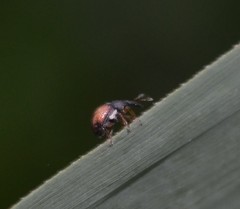 Nanophyinae