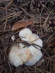 Cystoderma carcharias