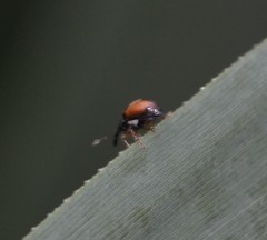 Nanophyinae