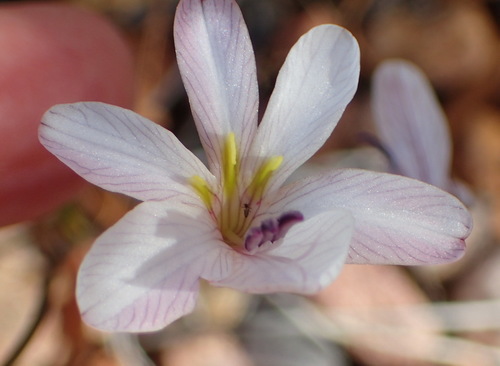 Image of Tritonia pallida by (c) Nicola van Berkel, some rights reserved (CC BY-SA)