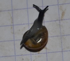 Morlina glabra