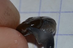 Morlina glabra