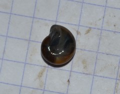 Morlina glabra