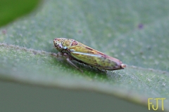 Graphocephala ignava