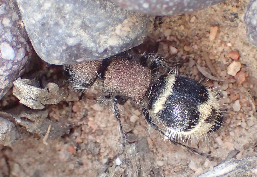Hadrotilla
