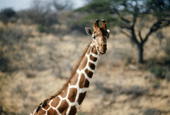 Giraffa camelopardalis reticulata