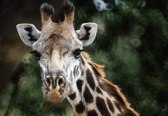 Giraffa camelopardalis reticulata