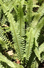 Nephrolepis rivularis