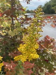 Solidago