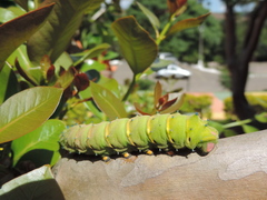 Rothschildia jacobaeae