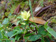 Gentiana scabrida