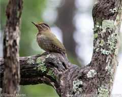 Picus xanthopygaeus