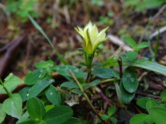 Gentiana scabrida