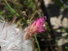 Oreocereus trollii