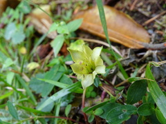 Gentiana scabrida