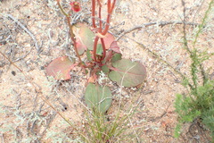Rumex cordatus