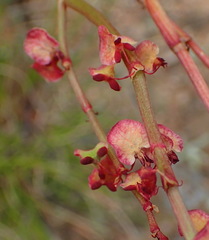 Rumex cordatus