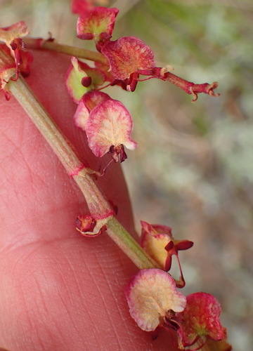 Image of Rumex cordatus by (c) Nicola van Berkel, some rights reserved (CC BY-SA)