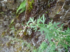 Artemisia kawakamii