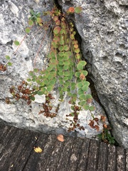 Hypericum nummularium