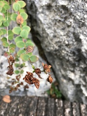 Hypericum nummularium