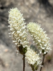 Phyllopodium elegans