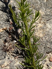 Phyllopodium elegans