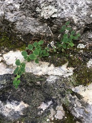 Hypericum nummularium