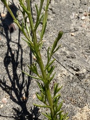 Phyllopodium elegans