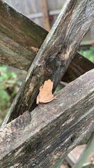 Pseudacris crucifer