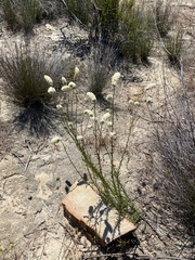 Phyllopodium elegans