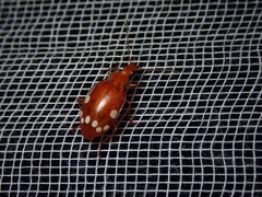Lebidia octoguttata