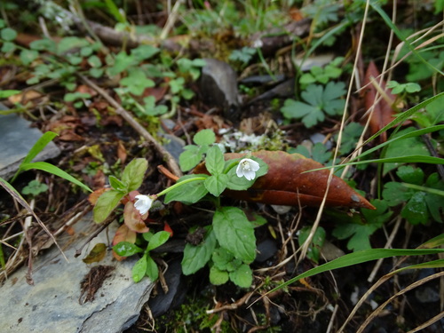 Image of Epilobium amurense by no rights reserved
