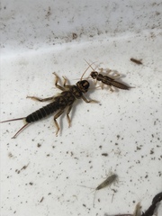 Hesperoperla pacifica