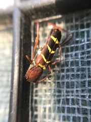Neoclytus acuminatus