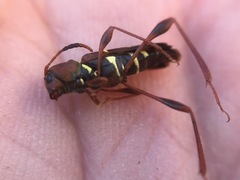 Neoclytus acuminatus